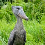 1-days-mabamba-swamp-birding-tour