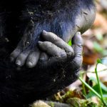 10-days-uganda-gorilla-trekking-safari